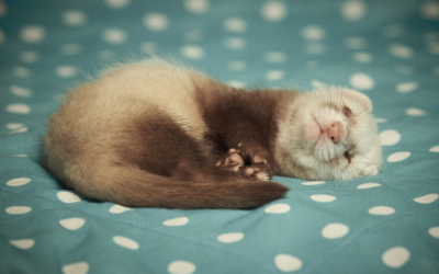 image for Ferrets and Rats!
